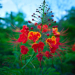 High Resolution Flower Image