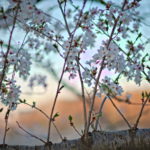 Cherry Blossoms Brookside 2023