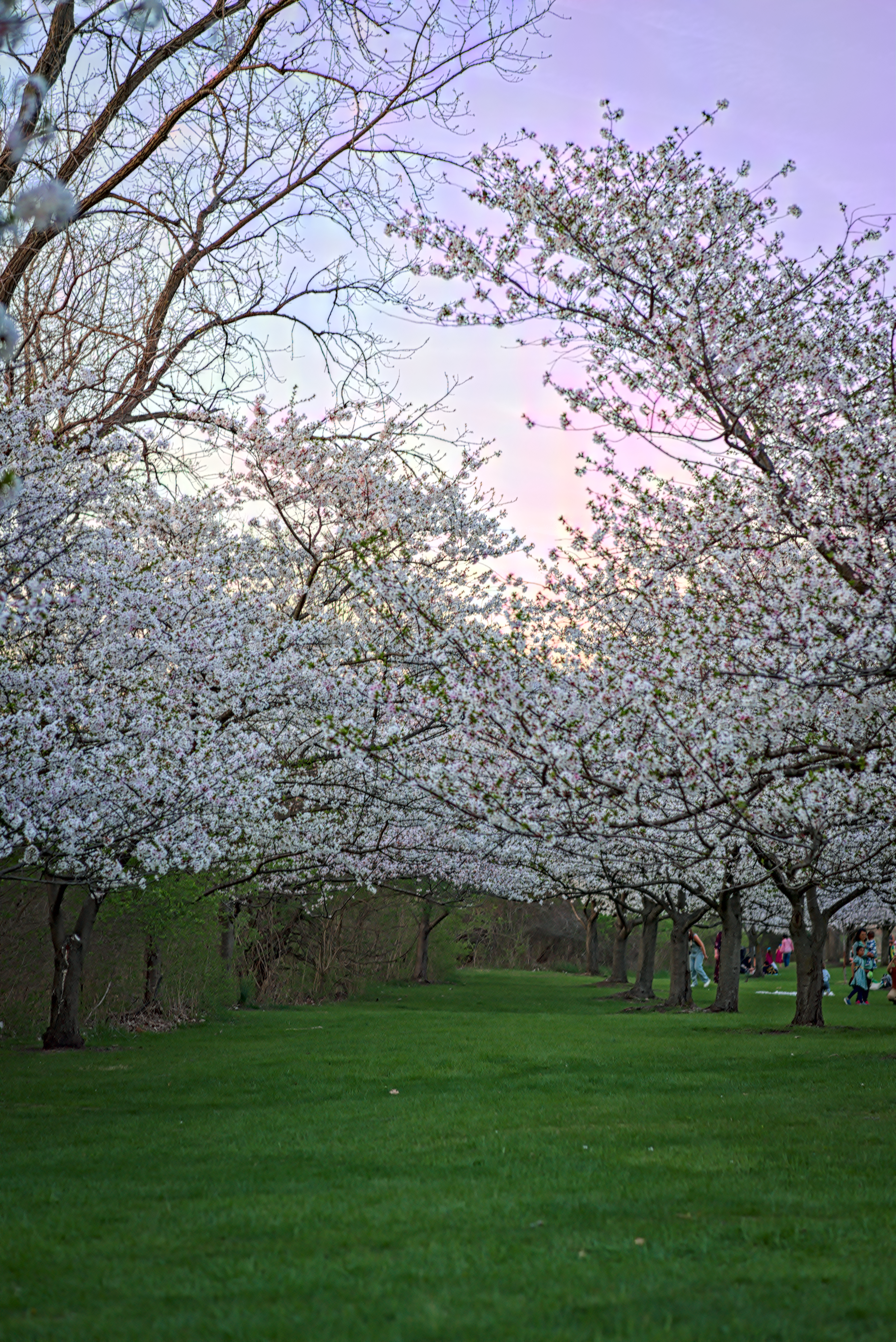 Cherry Blossoms Brookside 2023