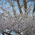 Cherry Blossoms Brookside 2023