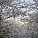 Cherry Blossoms Brookside 2023