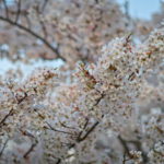 Cherry Blossoms Brookside 2023