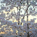 Cherry Blossoms Brookside 2023