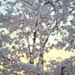 Cherry Blossoms Brookside 2023