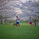 Cherry Blossoms Brookside 2023