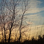 Cherry Blossoms Brookside 2023