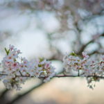 Cherry Blossoms Brookside 2023