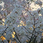 Cherry Blossoms Brookside 2023