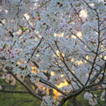 Cherry Blossoms Brookside 2023