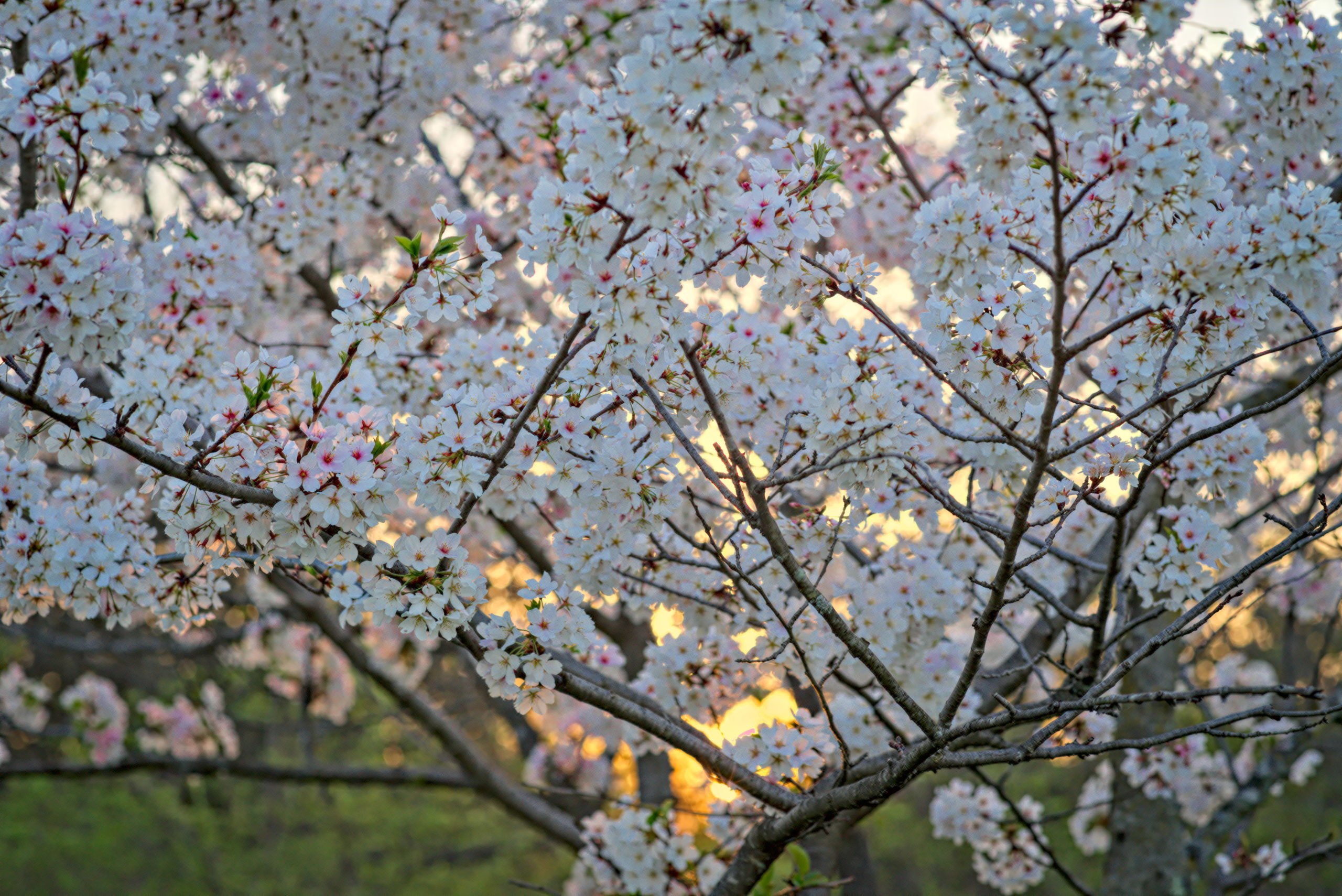 Brookside Cherry Blossom Bloom Propped Productions