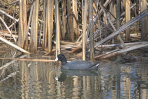 American Coot