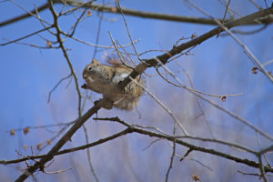 Squirrel hanging out eating tree buds