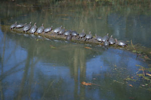 Turtles on a log
