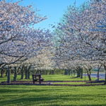 Cherry Blossoms Brookside 2023