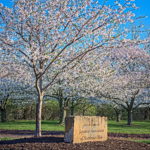 Cherry Blossoms Brookside 2023