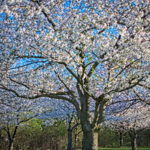 Cherry Blossoms Brookside 2023