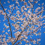 Cherry Blossoms Brookside 2023