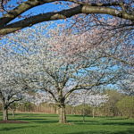 Cherry Blossoms Brookside 2023