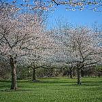 Cherry Blossoms Brookside 2023