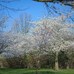 Cherry Blossoms Brookside 2023