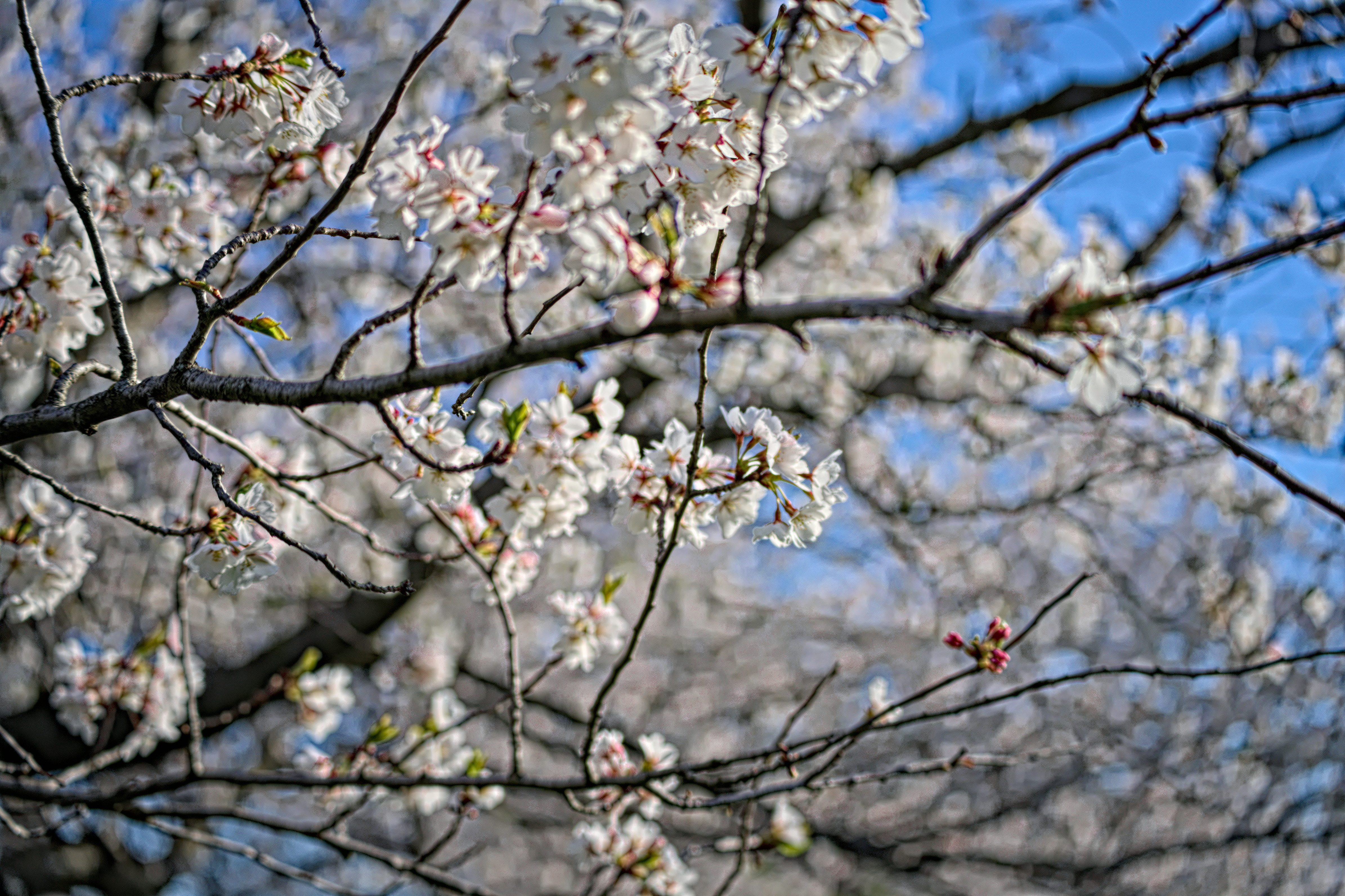 Cherry Blossoms Brookside 2023
