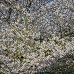 Cherry Blossoms Brookside 2023