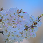 Cherry Blossoms Brookside 2023