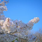 Cherry Blossoms Brookside 2023