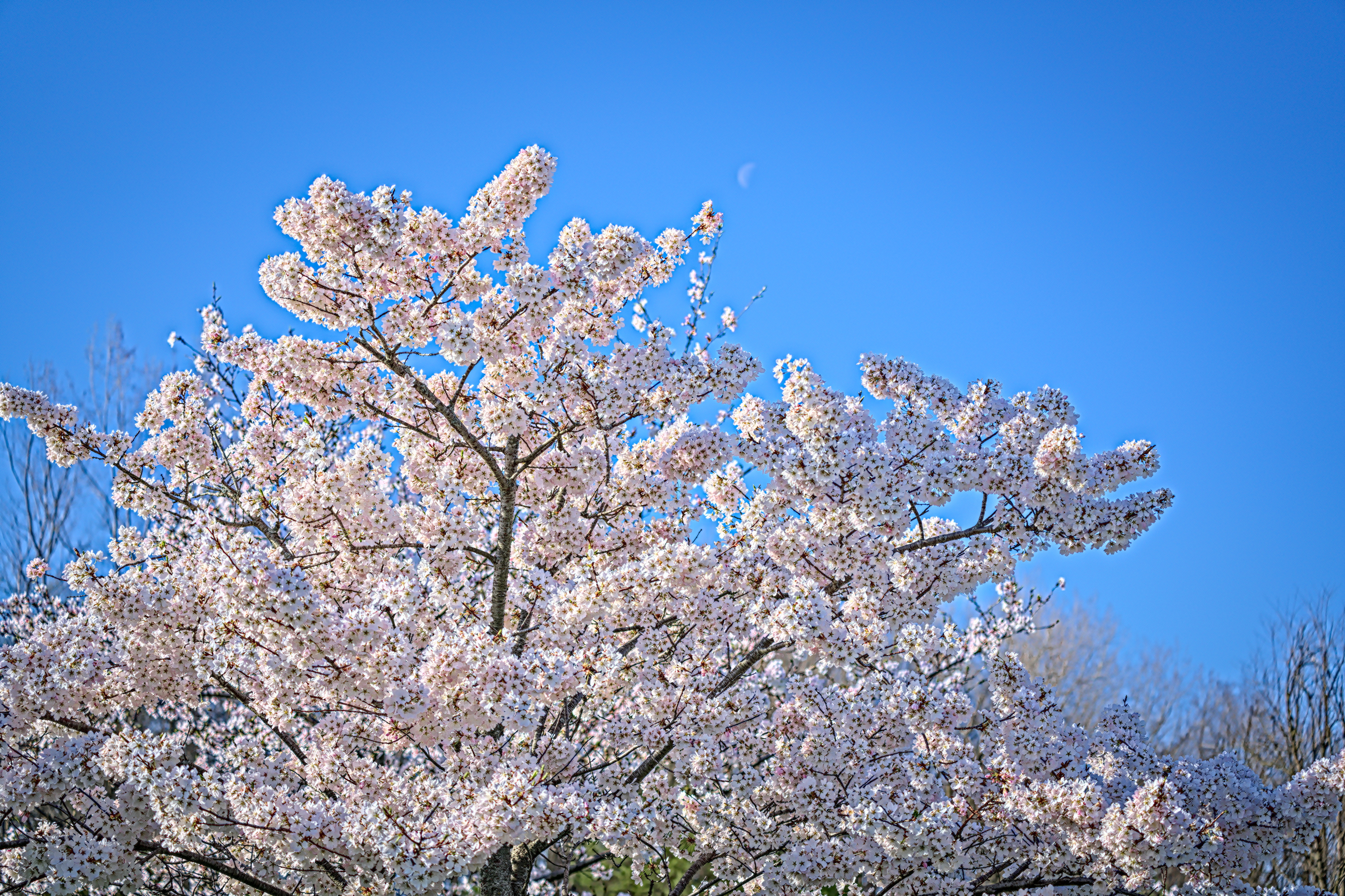 Cherry Blossoms Brookside 2023