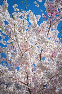 Cherry Blossoms at Wade Lagoon