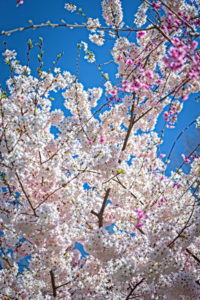 Cherry Blossoms at Wade Lagoon