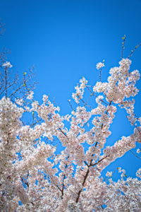 Cherry Blossoms at Wade Lagoon