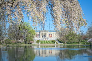 Cherry Blossoms at Wade Lagoon