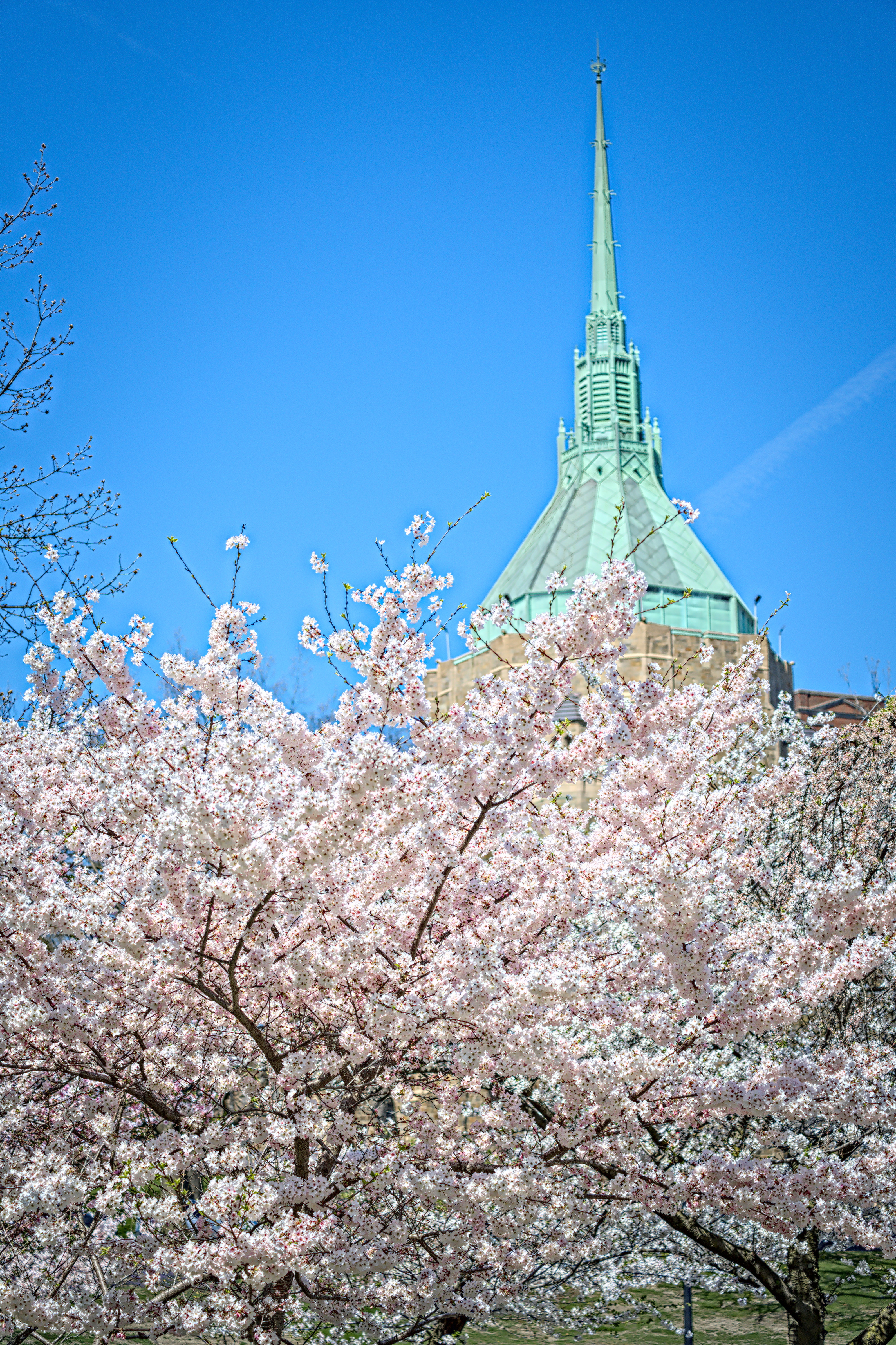 Cherry Blossoms at Wade Lagoon