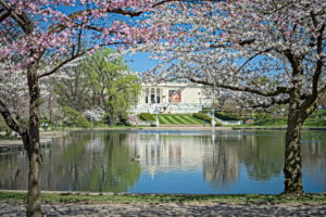 Cherry Blossoms at Wade Lagoon