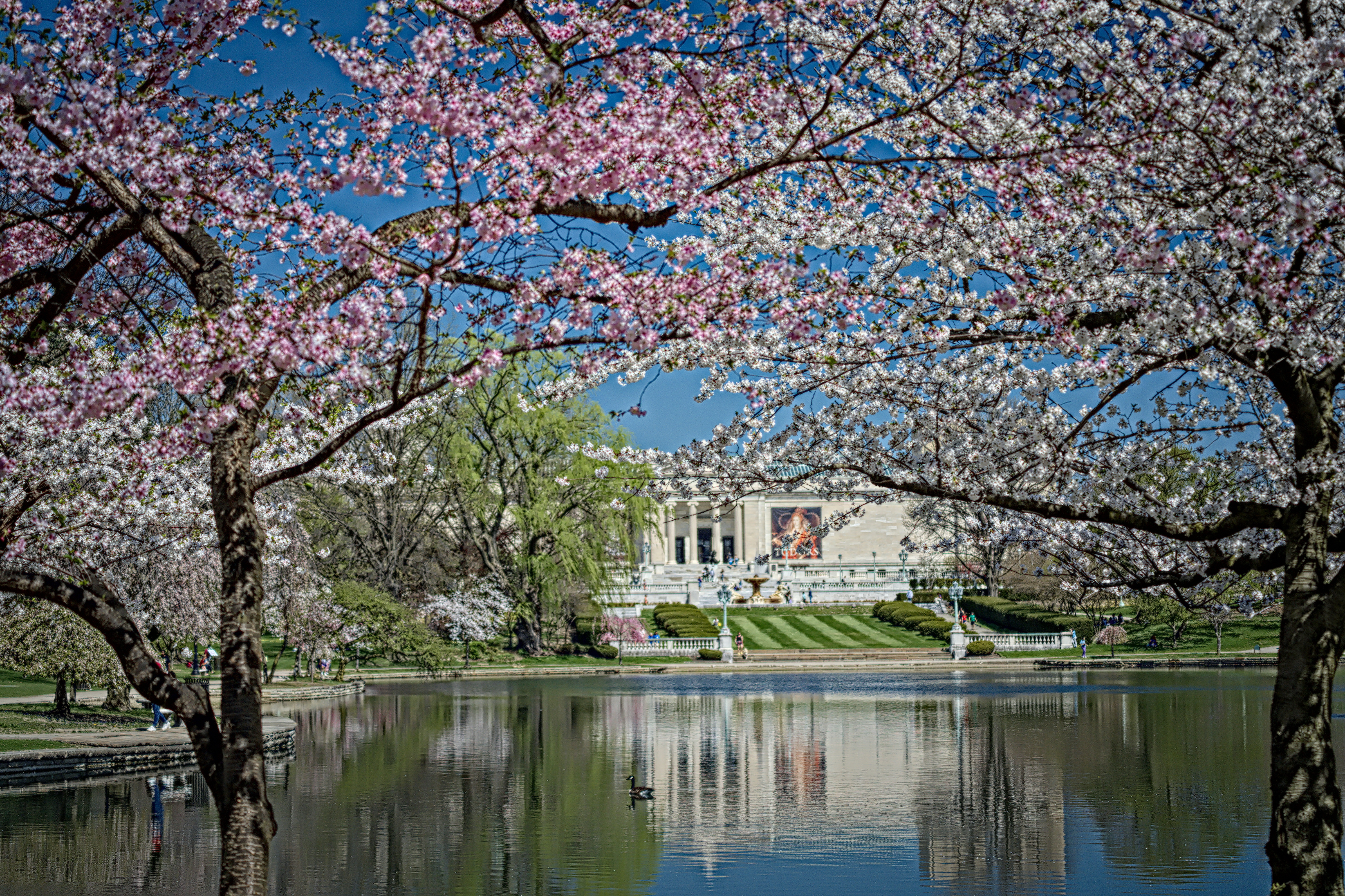 Cherry Blossoms at Wade Lagoon