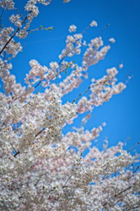 Cherry Blossoms at Wade Lagoon