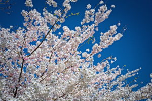 Cherry Blossoms at Wade Lagoon