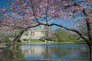 Cherry Blossoms at Wade Lagoon