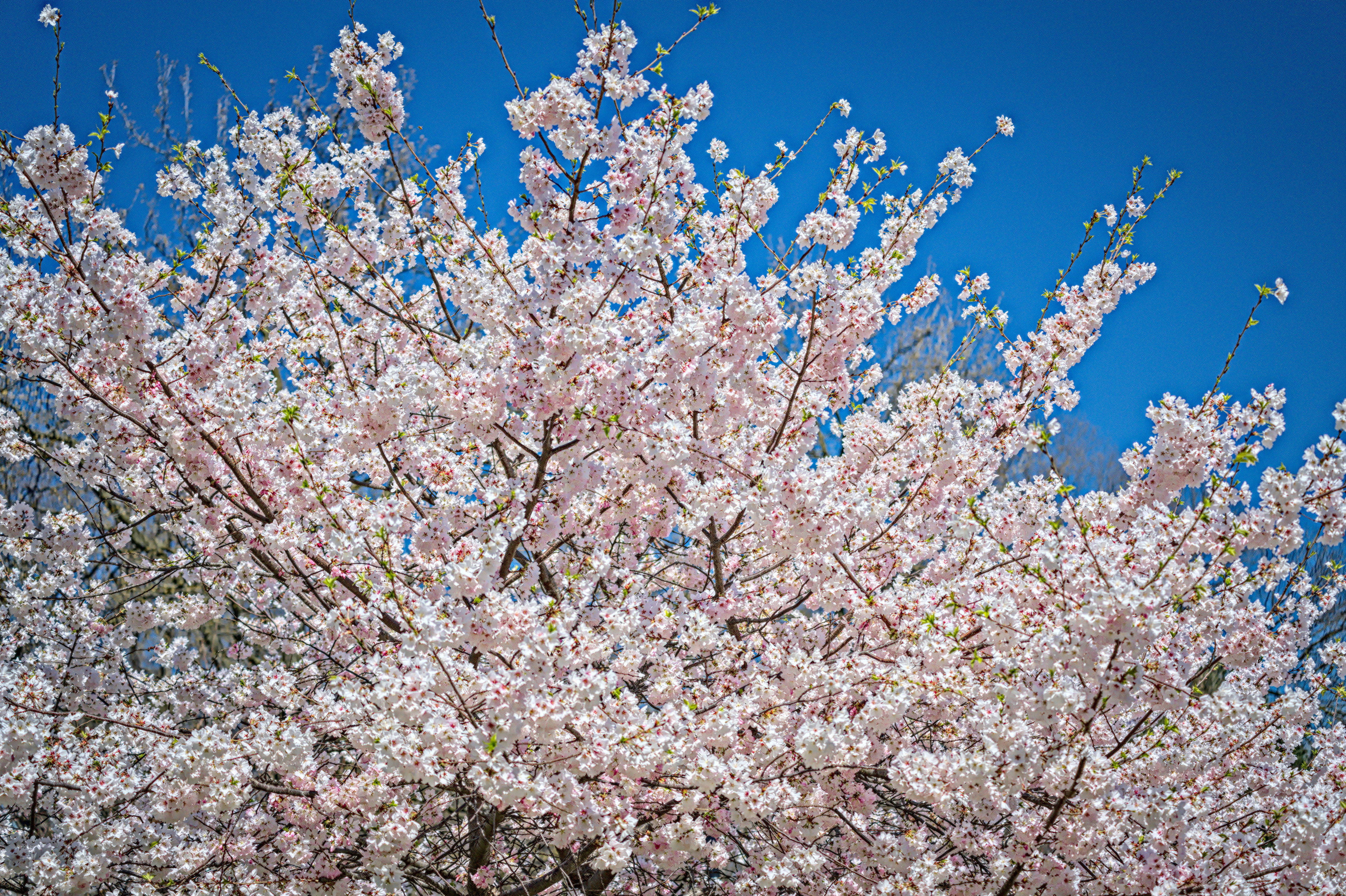 Cherry Blossoms at Wade Lagoon