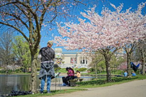 Cherry Blossoms at Wade Lagoon